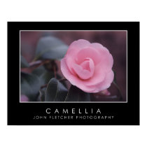Camellia Poster w/ Borders posters