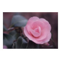 Camellia Print w/o Borders by JFFLETCHER Camellia Print w/o Borders