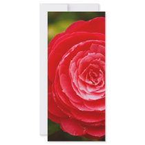 Camellia rack cards