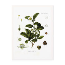 Camellia sinensis (tea) postcards