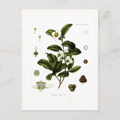Camellia sinensis (tea) postcards