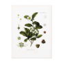 Camellia sinensis (tea) postcards