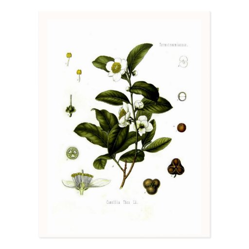Camellia sinensis (tea) postcards