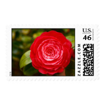 Camellia Stamp