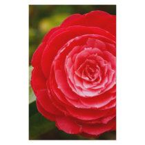 Camellia stationery