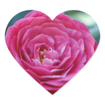 Camellia Stickers