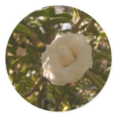 Camellia Stickers by amjon1