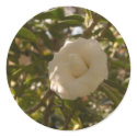 Camellia stickers by amjon1 Camellia stickers
