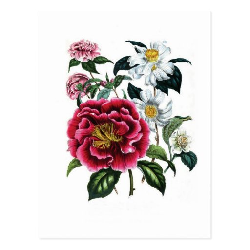 Camellias by Jane Loudon Postcard