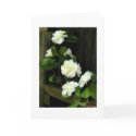 CAMELLIAS cards