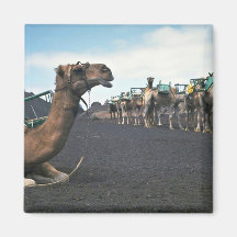 Camellos, Lanzarote Imán