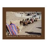 Camels at St. Catherine's Postcard