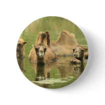 Camels