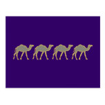Camels camels postcards