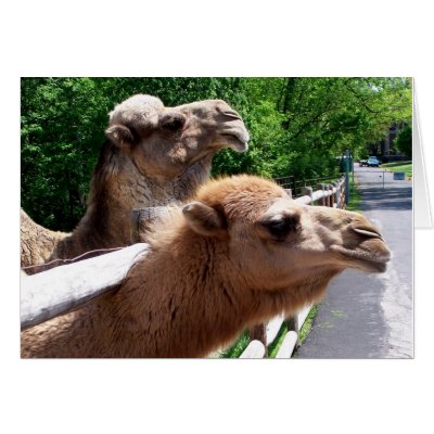 Camels Greeting Cards by Quiltstar