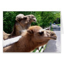 Camels cards