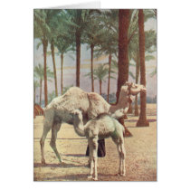 Camels Card