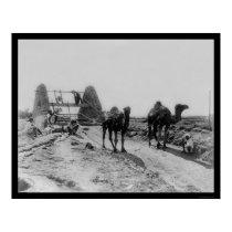 Camels Drawing Water for Irrigation 1905 posters