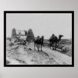 Camels Drawing Water for Irrigation 1905 Poster
