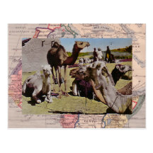 Camels for hire postcard