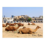 Camels in Doha Post Card