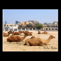 Camels in Doha postcards