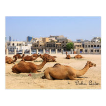 Camels in Doha Post Card