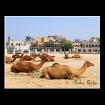Camels in Doha postcards
