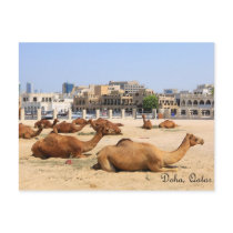 Camels in Doha Post Card