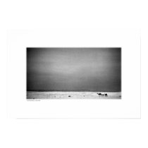 Camels in Jordan Desert (B&W) posters