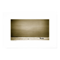 Camels in Jordan Desert (sepia) posters