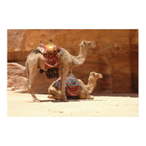 Camels in Petra posters by hilory10028 Camels in Petra posters