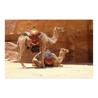 Camels in Petra Print by hilory10028