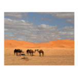 Camels in Sahara desert Post Cards