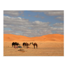Camels in Sahara desert Post Cards