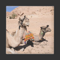 Camels in the desert at St. Catherine's magnets