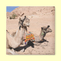 Camels in the desert at St. Catherine's magnets