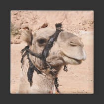 Camels in the desert at St. Catherine's magnets