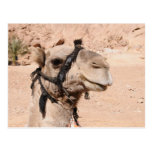 Camels in the desert at St. Catherine's Post Card