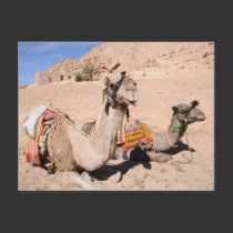 Camels in the desert at St. Catherine's postcards
