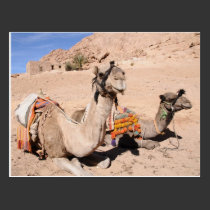 Camels in the desert at St. Catherine's postcards