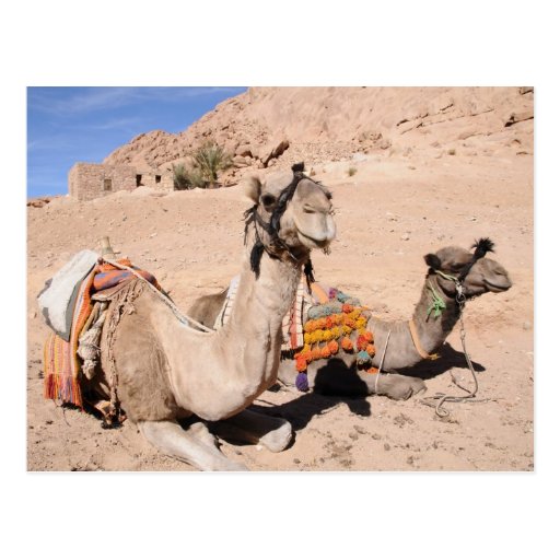 Camels in the desert at St. Catherine's Postcard