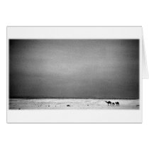 Camels in the Desert - Jordan 1990 cards