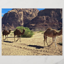 Camels in the desert of Wadi Rum, Jordan Desert Full Color Flyer