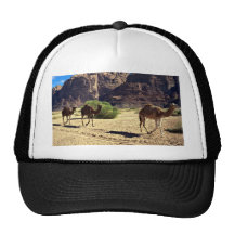 Camels in the desert of Wadi Rum, Jordan Desert Hats