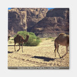 Camels in the desert of Wadi Rum, Jordan Desert Magnet