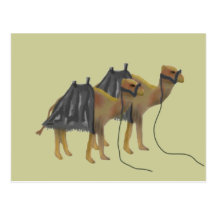 Camels in the desert post card