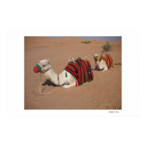 Camels in the Desert posters
