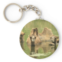 Camels