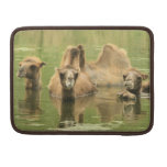 best laptop cooling | camels,wildlife,animal,mammal,draft animal,saddle camels,wildlife,animal,mammal,draft animal,saddle